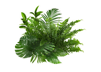 Beautiful composition with fern and other tropical leaves on white background.