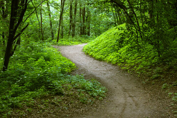 Fototapeta na wymiar Green forest winding path. A curve footpath in a dark park, deep woods in summer