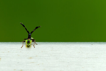 Coreus marginatus, Dock Leaf Bug or Brown Squash Bug. Species of true bug in the family Coreidae....
