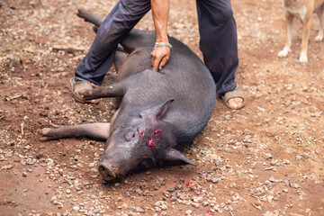 Poor wild boar stabbed with a huntsman's knife. Hunting. The idea of ​​stopping hunting and...