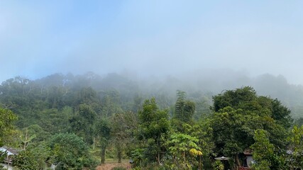 Fototapeta na wymiar nature, morning mist, good weather 