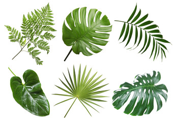 Set with beautiful fern and other tropical leaves on white background - obrazy, fototapety, plakaty