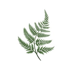 Fern leaf on a white background. Jungle or tropical green rainforest leaf, herbal element. Illustration isolated on white background. It can be as a separate sign, symbol or icon.