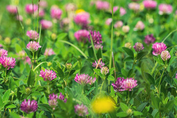 red clover meadow