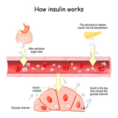 How insulin works. Insulin and glucose in biological cell - obrazy, fototapety, plakaty