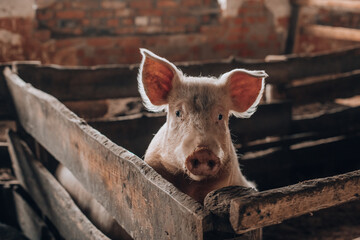 Young pig with dirty snout behind wooden fence