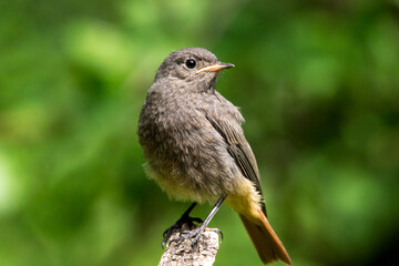 Rusty-tailed (Phoenicurus ochruros)