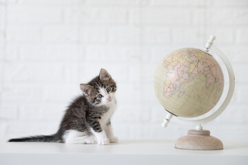 cute gray cat kitten sitting on white isolated background next to globe travel concept. High...