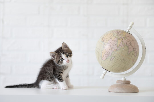 cute gray cat kitten sitting on white isolated background next to globe travel concept. High quality photo