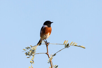 African Stonechat male (Saxicola torquatus) perched on bush at sunset, Western Cape, South Africa