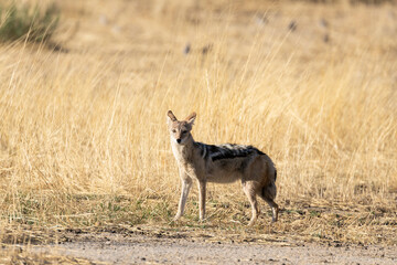 Black-backed Jackal (Canis mesomelas)  kalahari, Northern Cape, South Africa in dry savanna grassland at dawn