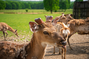 young deer in a nature reserve, reindeer farm, wild animals in a nature park