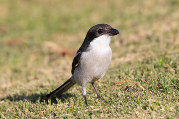 Southern Fiscal / Common Fiscal / Fiscal Shrike (Lanius collaris) aka Jackie Hangman or Butcherbird, Western Cape, South Africa known for impaling its prey for later consumption