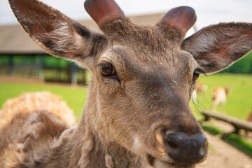 young deer in a nature reserve, reindeer farm, wild animals in a nature park