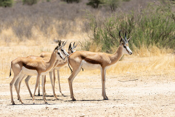 Springbok or Springbuck (Antidorcas marsupialis) adult and juveniles  in savannah shrub, Northern Cape, South Africa