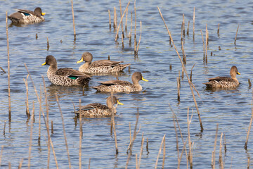 Yellow-billed Duck (Anas undulata)  McGregor, Langeberg, Western Cape, South Africa swimming amongst reeds