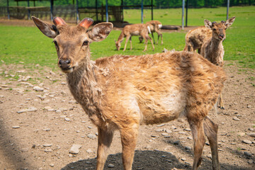 young deer in a nature reserve, reindeer farm, wild animals in a nature park