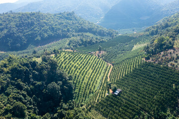 aerial view of orange fields and small house on the mountain