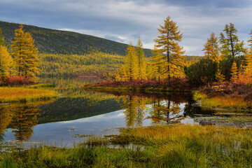 Yellow larch trees on the shore of a mountain lake on a cloudy autumn morning