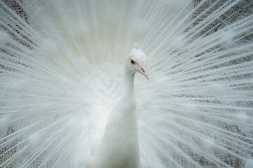 Fototapeta premium 白孔雀