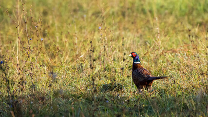 Adult common pheasant (Fhasianus colchicus) in the wild
