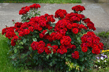 blooming bushes of red roses 