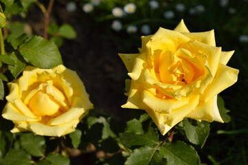 blooming yellow roses growing in the garden