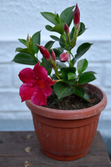 blooming pink dipladenia plant in pot close up
