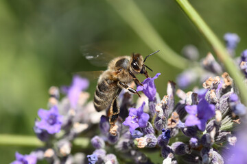 abeille