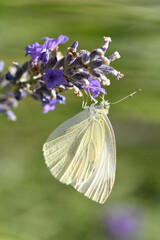 papillon citron