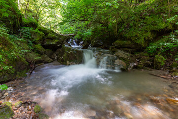Mountain river in the Carpathians on a summer day with clear crystal water, rocks overgrown with moss and ferns. Long exposure. The concept of virgin wildlife.