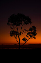 Fototapeta na wymiar Silhouette of tree