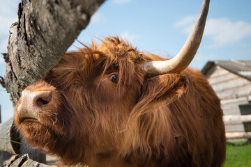 Highland cow on the farm, large brown cow with long hair, Highland cattle grazing on the farm