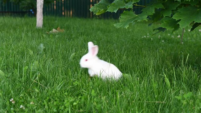 cute white animal funny bunny on a background of green grass and clovers in the afternoon in summerr. High quality photo