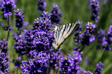 Swordfish (Iphiclides podalirius)