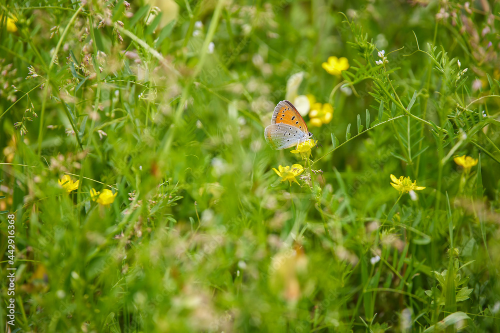 Wall mural beautiful picture with butterfly on a blade of grass