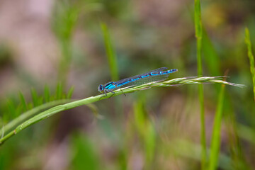a beautiful dragonfly on a blade of grass