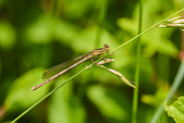 a beautiful dragonfly on a blade of grass
