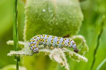 worm on a leaf that eats, close-up image.
