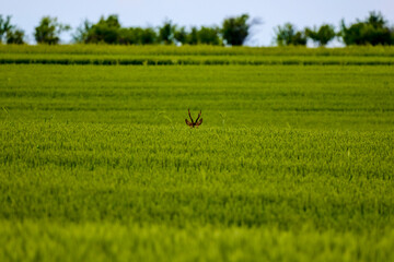 a deer hidden in the wheat field, stands with its head out of the wheat