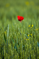 Fototapeta premium Background of ripening ears of wheat field and sunlight. Crops field. Selective focus. Field landscape.