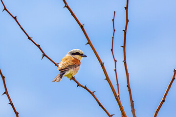 Shrike with a red back on a branch