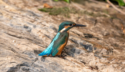Common kingfisher sits on a stone basking in the sun, Alcedo atthis