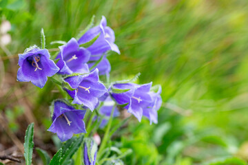 Beautiful purple flowers Campanula alpina Jacq, Alpine bell in the Carpathians, Marmarosi massif....