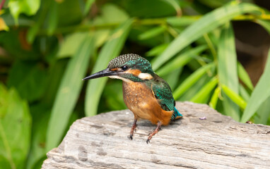 Common Kingfisher sits on the edge of a stone, water droplets on feathers, fresh out of the water, Alcedo atthis