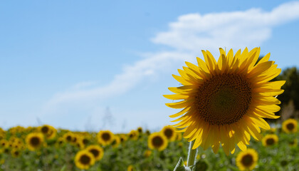 Sunflower