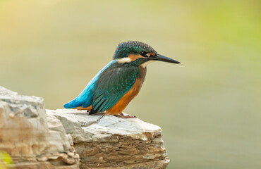 Common kingfisher sits on the edge of a stone, looking out for fish in the water, Alcedo atthis