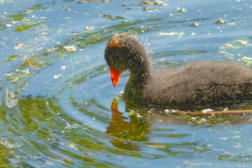 Eurasian coot (Fulica atra), is a member of the rail and crake bird family.
