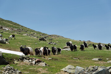 Herd of Valais Blackneck goats in an alpine meadow