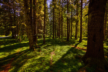 Fototapeta premium landscape with a dense forest with lots of green vegetation